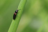 Calambus bipustulatus