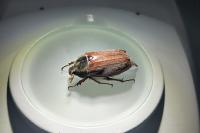 Melolontha melolontha