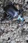 Calosoma inquisitor