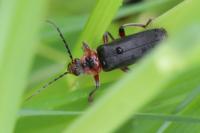 Cantharis rustica