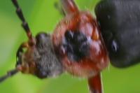 Cantharis rustica