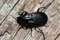 Abax parallelepipedus