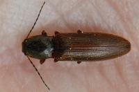 Athous haemorrhoidalis