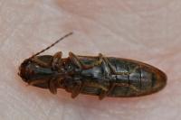 Athous haemorrhoidalis