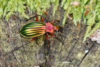 Carabus auronitens