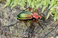 Carabus auronitens