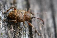 Curculio glandium