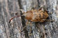 Curculio glandium