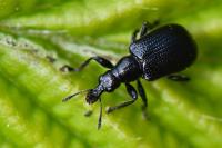 Deporaus betulae