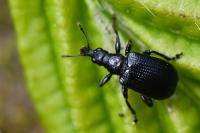 Deporaus betulae