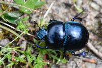 Trypocopris pyrenaeus