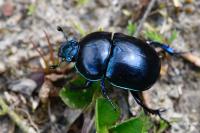 Trypocopris pyrenaeus