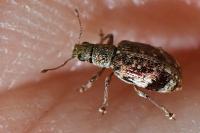 Polydrusus sparsus