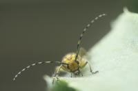 Saperda scalaris