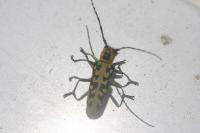 Saperda scalaris