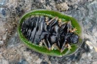 Cassida rubiginosa