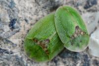 Cassida rubiginosa