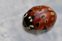 Anatis ocellata