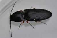 Cardiophorus rufipes