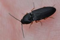 Cardiophorus rufipes