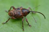 Curculio glandium