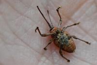 Curculio glandium