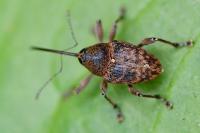 Curculio glandium