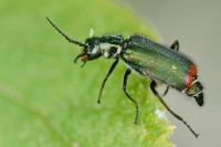 Malachius bipustulatus