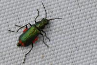 Malachius bipustulatus