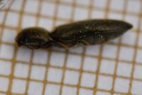 Nothodes parvulus