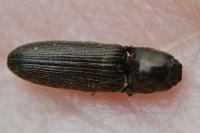 Nothodes parvulus