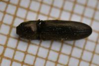 Nothodes parvulus