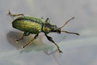 Phyllobius betulinus