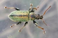 Phyllobius betulinus