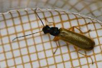 Rhagonycha lignosa