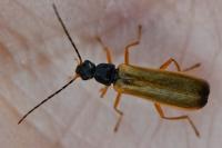 Rhagonycha lignosa