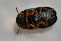 Smaragdina