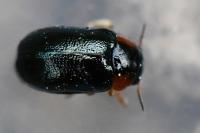 Smaragdina
