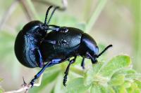 Timarcha goettingensis