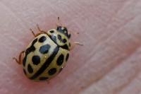 Tytthaspis sedecimpunctata
