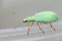 Polydrusus impressifrons