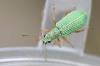 Polydrusus impressifrons
