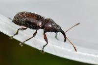 Doydirhynchus austriacus