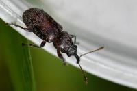Doydirhynchus austriacus