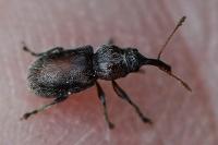 Doydirhynchus austriacus