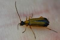 Grammoptera ustulata