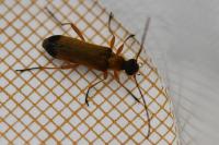 Grammoptera ustulata