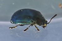 Plagiodera versicolora