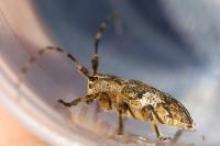 Mesosa nebulosa