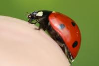 Coccinella septempunctata